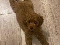 Son kalan poodle kızım yuvasını arıyor