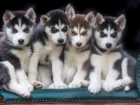 Asil husky yavrularımız sizlerle