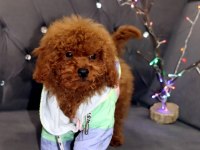 Yıl başı kurabiyeleri poodle köpekler