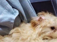 İşim nedeniyle köpeğimi ilgilenemiyorum
