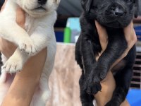 Labrador Retriever Yavrularımız Yeni Ailelerini Bekliyor
