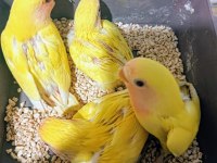 Satılık Damızlık Lutino Sevda Papağanı Çifti