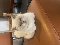 Sahiplendirilecek british shorthair kedimiz