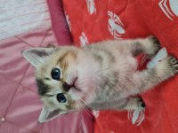 Golden British Shorthair