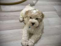 MALTİPOO 70 GÜNLÜK