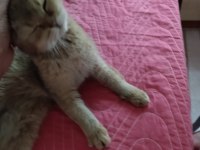 British shorthair kedisi