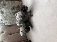 British longhair ve shorthair yavrular