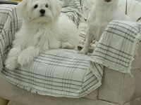 8 Aylık Orjinal Dişi Maltese Terrier