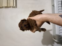 Rezerveye Açık Poodle Yavrular Red Brown