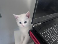 2 aylık british shorthair bebişlere yuva arıyorum