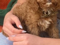 2 aylık maltipoo