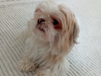 Shih tzu kızımı kızı görebilecek aile arıyorum