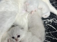 1.5 aylık erkek british shorthair