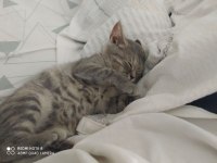 3.5 aylık British Shorthair