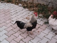 2 adet horoz tavukla takas olur