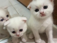 British shorthair scottish fold karışımı 4 dişi 1 erk