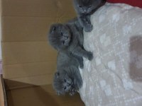 Safkan scottish fold
