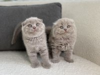 Show Class Scottish Fold Prensesler