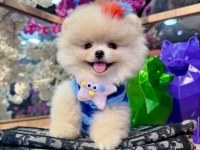 Pomeranian boo köpeği