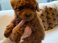 Poodle Bebeklerimiz İstanbul 