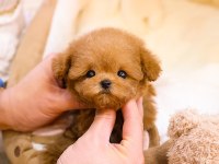 SUPER STAR TOY POODLE YAVRULARIM