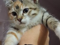 Eskisehir Acil 3 Aylık Calico Yavrular