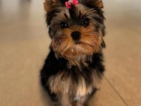 Tuvalet eğitimi tam minik yorkshire terrier