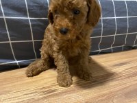 Uygun puan poodle yavrularımız