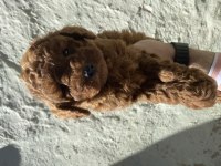 UYGUN VERİLECEK 60 GÜNLÜK DİŞİ VE ERKEK POODLE