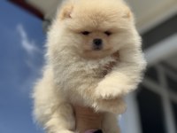 Çok Özel Tea Cup Pomeranian Yavrular Ziyarete Açık