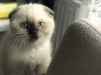 Sevgi dolu bir aileye scottish fold
