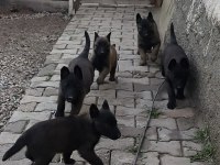 Safkan Koyu Renk Full Maskeli Malinois