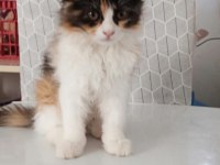 2.5 aylık british longhair yavru kedilere yuva arıyoruz