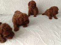IRK VE SAĞLIK GARANTİ TOY POODLE YAVRULARIMIZ