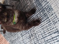 Cins british shorthair kedimiz