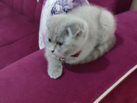 Scottish fold acil vermek istiyorum