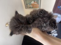 Safkan British Longhair Yavrularım