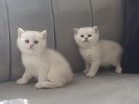 Kediler için wp iletişime geçin