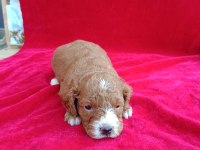 Maltipoo yavrular