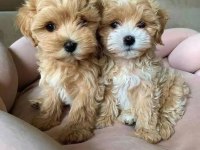 Gerçek teacup garantili Kore maltipoo