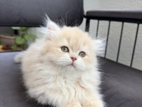 British Longhair Cy11 Anne Baba Şecereli Yavru