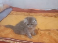 3 aylık scottish fold