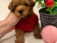 TATLI MALTİPOO KÖPEKLER