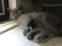 3 Aylık British Shorthair