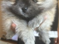 Sağlıklı Pomeranian boo