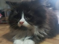 Erkek bi color british longhair
