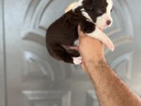 Kızıl border collie yavrular