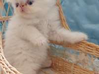Biz büyüdük Anne babamızı arıyoruz exotic shorthair