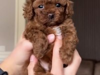 Toy Poodle Kore Köpeğimiz