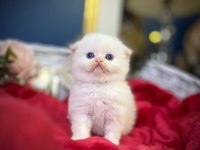 highland fold red point scottish fold bebeğimiz